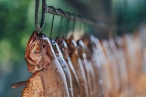 Ojcow trout